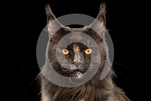 Closeup Maine Coon Cat Face in Front view, Isolated Black