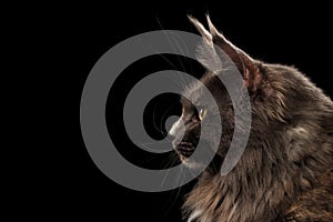 Closeup Maine Coon Cat Face in Profile view, Isolated Black