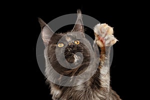 Closeup Maine Coon Cat Looking up, Raising paw, Isolated Black