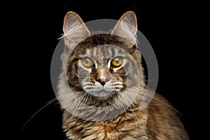 Closeup Maine Coon Cat Portrait Isolated on Black Background