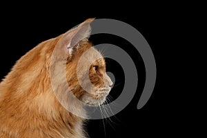 Closeup Maine Coon Cat Portrait Isolated on Black Background