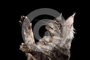 Closeup Maine Coon Cat Raising Paws up Isolated Black Background