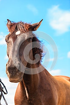 Closeup majestic graceful brown horse against sky