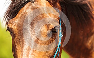 Closeup of majestic graceful brown horse