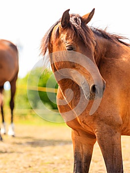 Closeup of majestic graceful brown horse