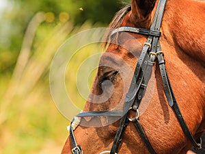 Closeup of majestic graceful brown horse