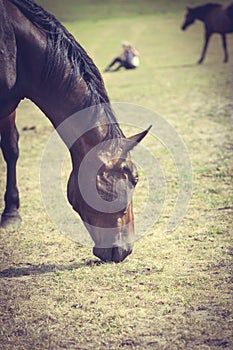 Closeup of majestic graceful brown horse