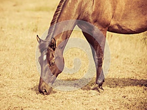 Closeup of majestic graceful brown horse