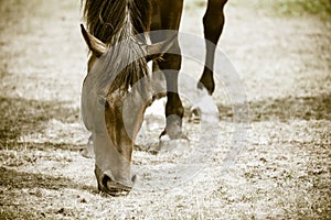 Closeup of majestic graceful brown horse