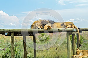 Closeup of a majestic young brown lion during a South African Safari