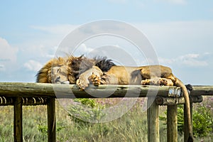 Closeup of a majestic young brown lion during a South African Safari