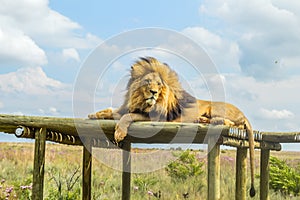 Closeup of a majestic young brown lion during a South African Safari