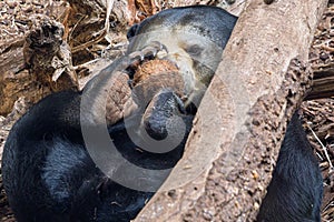 Malayan bear portrait