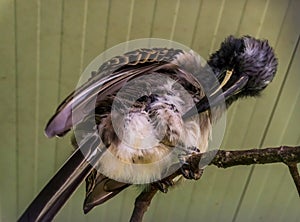 Closeup of a male african grey hornbill preening its feathers, tropical bird from Africa