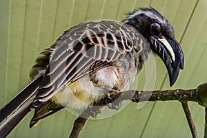 Closeup of a male african grey hornbill sitting on a tree branch, tropical bird from Africa