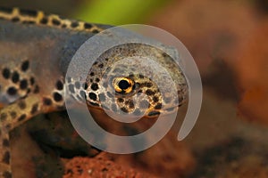 Closeup of a male alpine newt head (Ichthyosaura alpestris)