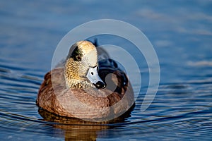 Closeup of a Male American Wigeon, Esquimalt Lagoon, Victoria, BC Canada