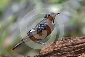 Closeup male of Blue Rockthrush bird