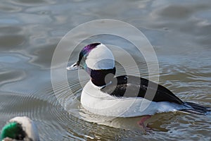 A closeup of a male bufflehead swimming in the pond.