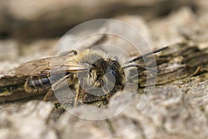 Closeup on a male of the Chocolate mining bee, Andrena scotica sitting on wood