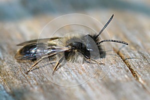 Closeup of a male Clark`s miner bee, Andrena clarkella subathing on a pole