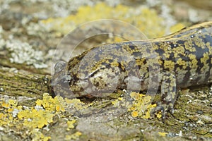 Closeup on a male of the colorful and rare Hondo streamside salamander, Hynobius kimurae, sitting on a piece of wood
