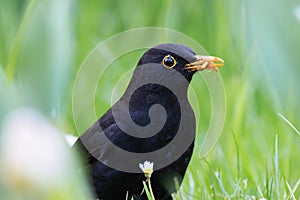 closeup of male common blackbird