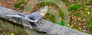 Closeup of a male common cockatiel, a small cockatoo from australia