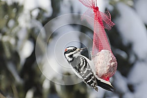 Closeup of a Male Downy Woodpecker photo