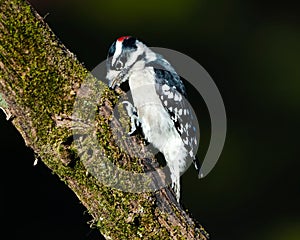 Closeup of a male downy woodpecker, Dryobates pubescens on a mossy tree.