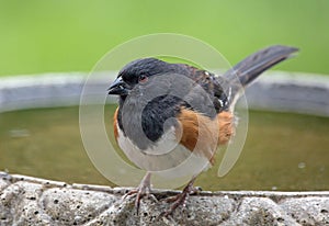 Closeup of a Male Eastern Towhee Bird