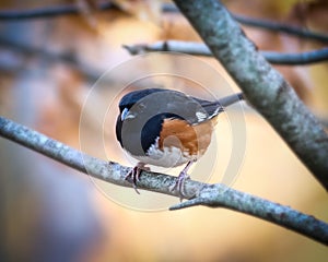 Closeup of a male eastern towhee, Pipilo erythrophthalmus on the branch. photo