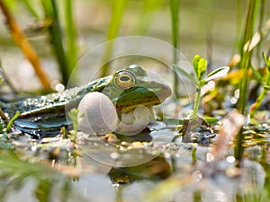 Closeup of male edible frog