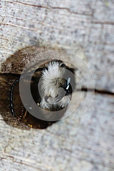Closeup on a male European mason bee, Osmia cornuta, hiding in it's nest