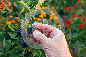 Closeup of male farmer hand examining bunch of black chokeberry Aronia melanocarpa on the bush branch