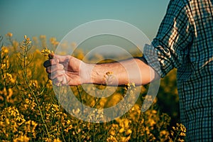 Closeup of male farmer hand examining oilseed rape crops in bloom