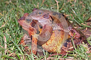 Closeup on a male and female Common European brown frog, Rana temporaria in amplexus photo