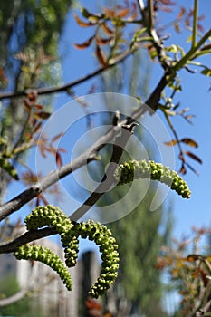 Closeup of male flowers of common walnut