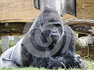 Closeup of gorilla lying on grass photo