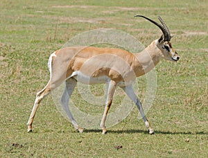 Closeup of a male Grant`s Gazelle