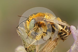 Closeup on a male Green-eyed flower bee, Anthophora bimaculata