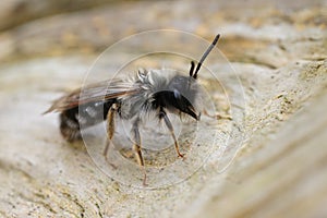 Closeup on a male Grey-backed mining bee, Andrena vaga infected with a Stylops ater parasite making it emerge too soon