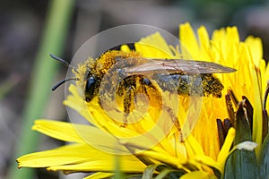 Closeup on a male Grey-patched mining bee Andrena nitida sitting on a yellow dandelion flower , Taraxacum officinale