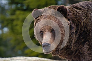 A closeup of a male grizzly bear\'s face. Grouse Mountain, North Vancouver, Canada photo