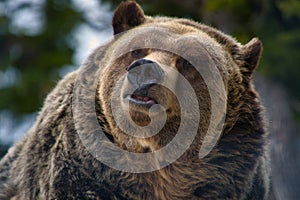 A closeup of a male grizzly bear\'s face. Grouse Mountain, North Vancouver, Canada photo