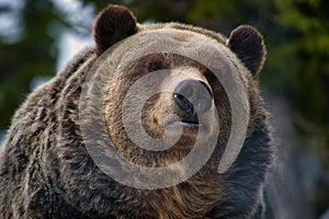 A closeup of a male grizzly bear\'s face. Grouse Mountain, North Vancouver, Canada photo