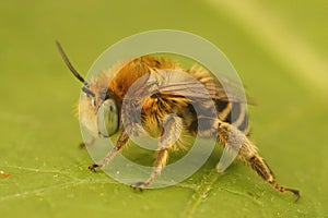 Closeup on a male hairy little flower bee , Anthophora bimaculata