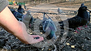 Closeup of a male hand feeding a flock of pigeons in the park in spring.