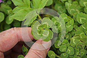 Closeup of a male hand holding a lucky four-leaf clover on a green grass background