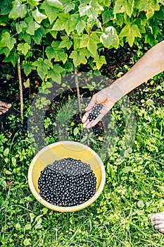 Closeup male hand putting currant berry into bowl